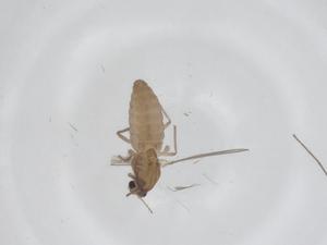  ( - CBG-A35645-C10)  @11 [ ] CreativeCommons - Attribution Share - Alike (2024) Centre for Biodiversity Genomics Centre for Biodiversity Genomics