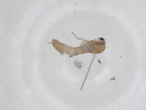  ( - CBG-A35645-D08)  @11 [ ] CreativeCommons - Attribution Share - Alike (2024) Centre for Biodiversity Genomics Centre for Biodiversity Genomics