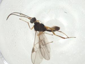  (Blacus Malaise0091 - CBG-A35874-G04)  @11 [ ] CreativeCommons - Attribution Share - Alike (2024) Centre for Biodiversity Genomics Centre for Biodiversity Genomics