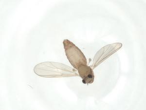  ( - CBG-A36058-H05)  @11 [ ] CreativeCommons - Attribution Share - Alike (2024) Centre for Biodiversity Genomics Centre for Biodiversity Genomics