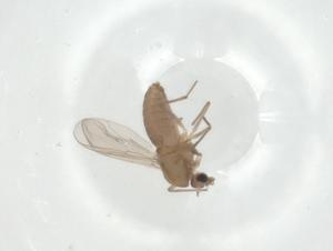  ( - CBG-A36063-E07)  @11 [ ] CreativeCommons - Attribution Share - Alike (2024) Centre for Biodiversity Genomics Centre for Biodiversity Genomics