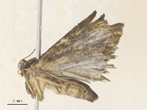  ( - CBG-A36740-H08)  @11 [ ] CreativeCommons - Attribution Share - Alike (2024) CBG Photography Group Centre for Biodiversity Genomics