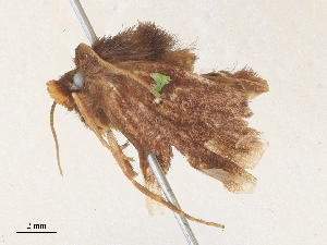  ( - CBG-A36741-H10)  @11 [ ] CreativeCommons - Attribution Share - Alike (2024) CBG Photography Group Centre for Biodiversity Genomics