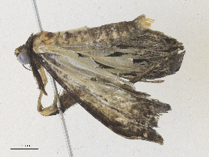  ( - CBG-A36742-F05)  @11 [ ] CreativeCommons - Attribution Share - Alike (2024) CBG Photography Group Centre for Biodiversity Genomics