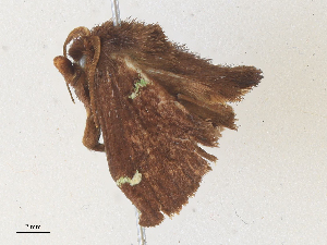  ( - CBG-A36742-F06)  @11 [ ] CreativeCommons - Attribution Share - Alike (2024) CBG Photography Group Centre for Biodiversity Genomics