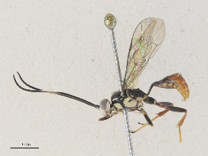  ( - CBG-A36758-F04)  @11 [ ] CreativeCommons - Attribution Share - Alike (2024) CBG Photography Group Centre for Biodiversity Genomics