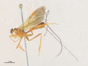  (Macrocentrus Malaise2389 - CBG-A36758-G02)  @11 [ ] CreativeCommons - Attribution Share - Alike (2024) CBG Photography Group Centre for Biodiversity Genomics