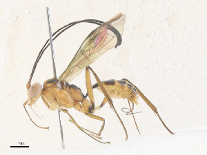  ( - CBG-A36850-B01)  @11 [ ] CreativeCommons - Attribution Share - Alike (2024) CBG Photography Group Centre for Biodiversity Genomics