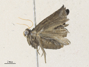  (tortMalaise2095 - CBG-A36851-A06)  @11 [ ] CreativeCommons - Attribution Share - Alike (2024) CBG Photography Group Centre for Biodiversity Genomics