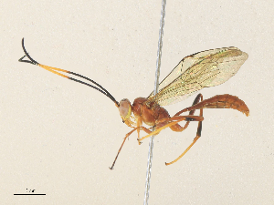  ( - CBG-A31835-G06)  @11 [ ] CreativeCommons - Attribution Share - Alike (2024) CBG Photography Group Centre for Biodiversity Genomics