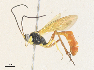  ( - CBG-A34315-E01)  @11 [ ] CreativeCommons - Attribution Share - Alike (2024) CBG Photography Group Centre for Biodiversity Genomics