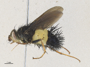 ( - CBG-A34315-F03)  @11 [ ] CreativeCommons - Attribution Share - Alike (2024) CBG Photography Group Centre for Biodiversity Genomics