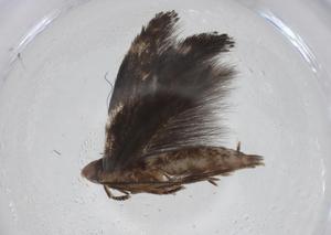  ( - CBG-A34684-E10)  @11 [ ] CreativeCommons - Attribution Share - Alike (2024) Centre for Biodiversity Genomics Centre for Biodiversity Genomics