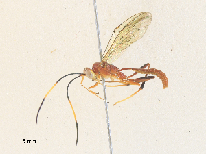  ( - CBG-A35174-B02)  @11 [ ] CreativeCommons - Attribution Share - Alike (2024) CBG Photography Group Centre for Biodiversity Genomics