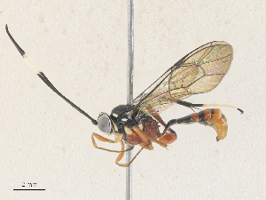  ( - CBG-A35174-B03)  @11 [ ] CreativeCommons - Attribution Share - Alike (2024) CBG Photography Group Centre for Biodiversity Genomics