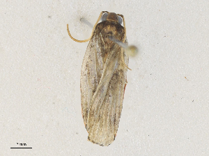  ( - CBG-A35174-F04)  @11 [ ] CreativeCommons - Attribution Share - Alike (2024) CBG Photography Group Centre for Biodiversity Genomics