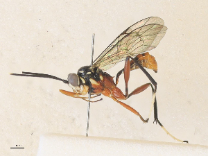  ( - CBG-A35174-H09)  @11 [ ] CreativeCommons - Attribution Share - Alike (2024) CBG Photography Group Centre for Biodiversity Genomics