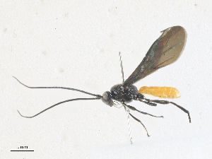  ( - CBG-A35175-G01)  @11 [ ] CreativeCommons - Attribution Share - Alike (2024) CBG Photography Group Centre for Biodiversity Genomics