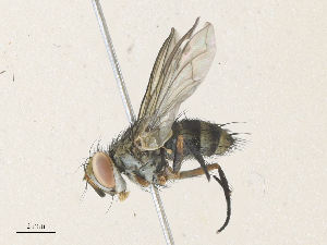  ( - CBG-A35175-G08)  @11 [ ] CreativeCommons - Attribution Share - Alike (2024) CBG Photography Group Centre for Biodiversity Genomics