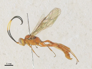  ( - CBG-A35177-F03)  @11 [ ] CreativeCommons - Attribution Share - Alike (2024) CBG Photography Group Centre for Biodiversity Genomics