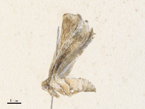  ( - CBG-A35178-C02)  @11 [ ] CreativeCommons - Attribution Share - Alike (2024) CBG Photography Group Centre for Biodiversity Genomics