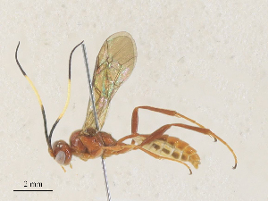  ( - CBG-A35185-C05)  @11 [ ] CreativeCommons - Attribution Share - Alike (2024) CBG Photography Group Centre for Biodiversity Genomics