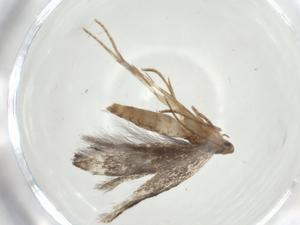  ( - CBG-A35456-F11)  @11 [ ] CreativeCommons - Attribution Share - Alike (2024) Centre for Biodiversity Genomics Centre for Biodiversity Genomics