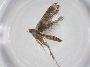  ( - CBG-A35468-G11)  @11 [ ] CreativeCommons - Attribution Share - Alike (2024) Centre for Biodiversity Genomics Centre for Biodiversity Genomics