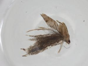  ( - CBG-A35539-B03)  @11 [ ] CreativeCommons - Attribution Share - Alike (2024) Centre for Biodiversity Genomics Centre for Biodiversity Genomics