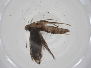  ( - CBG-A35539-F04)  @11 [ ] CreativeCommons - Attribution Share - Alike (2024) Centre for Biodiversity Genomics Centre for Biodiversity Genomics