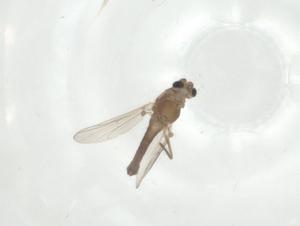  ( - CBG-A35546-G11)  @11 [ ] CreativeCommons - Attribution Share - Alike (2024) Centre for Biodiversity Genomics Centre for Biodiversity Genomics