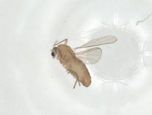  ( - CBG-A35553-D07)  @11 [ ] CreativeCommons - Attribution Share - Alike (2024) Centre for Biodiversity Genomics Centre for Biodiversity Genomics