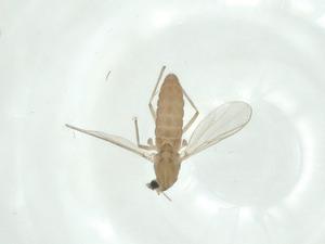  ( - CBG-A35555-H08)  @11 [ ] CreativeCommons - Attribution Share - Alike (2024) Centre for Biodiversity Genomics Centre for Biodiversity Genomics