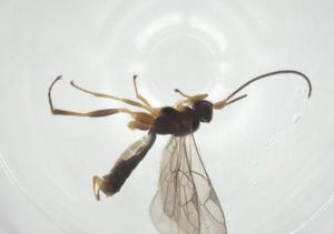  (Chilocyrtus Malaise5957 - CBG-A35663-C12)  @11 [ ] CreativeCommons - Attribution Share - Alike (2024) Centre for Biodiversity Genomics Centre for Biodiversity Genomics
