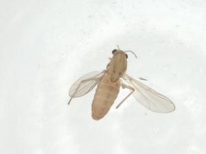  ( - CBG-A35893-E02)  @11 [ ] CreativeCommons - Attribution Share - Alike (2024) Centre for Biodiversity Genomics Centre for Biodiversity Genomics