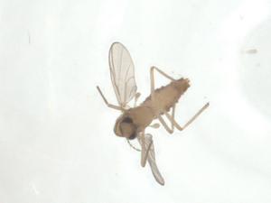  ( - CBG-A36063-H07)  @11 [ ] CreativeCommons - Attribution Share - Alike (2024) Centre for Biodiversity Genomics Centre for Biodiversity Genomics