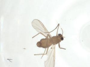  ( - CBG-A36063-H10)  @11 [ ] CreativeCommons - Attribution Share - Alike (2024) Centre for Biodiversity Genomics Centre for Biodiversity Genomics