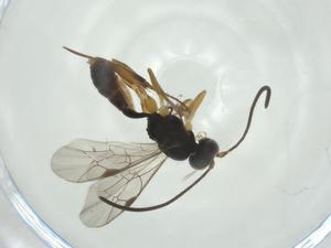  ( - CBG-A36064-F09)  @11 [ ] CreativeCommons - Attribution Share - Alike (2024) Centre for Biodiversity Genomics Centre for Biodiversity Genomics