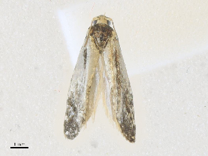  ( - CBG-A36744-E07)  @11 [ ] CreativeCommons - Attribution Share - Alike (2024) CBG Photography Group Centre for Biodiversity Genomics