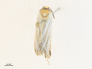  ( - CBG-A36759-C01)  @11 [ ] CreativeCommons - Attribution Share - Alike (2024) CBG Photography Group Centre for Biodiversity Genomics
