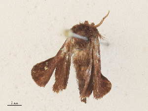  ( - CBG-A36825-B03)  @11 [ ] CreativeCommons - Attribution Share - Alike (2024) CBG Photography Group Centre for Biodiversity Genomics