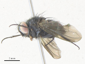  (Lixophaga Malaise9157 - CBG-A36829-B08)  @11 [ ] CreativeCommons - Attribution Share - Alike (2024) CBG Photography Group Centre for Biodiversity Genomics