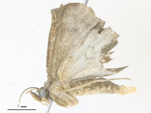  ( - CBG-A36829-C10)  @11 [ ] CreativeCommons - Attribution Share - Alike (2024) CBG Photography Group Centre for Biodiversity Genomics