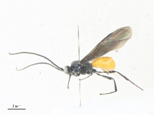  ( - CBG-A36830-B10)  @11 [ ] CreativeCommons - Attribution Share - Alike (2024) CBG Photography Group Centre for Biodiversity Genomics