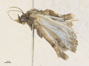  ( - CBG-A36852-E02)  @11 [ ] CreativeCommons - Attribution Share - Alike (2024) CBG Photography Group Centre for Biodiversity Genomics