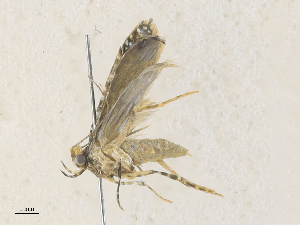  ( - CBG-A36852-E03)  @11 [ ] CreativeCommons - Attribution Share - Alike (2024) CBG Photography Group Centre for Biodiversity Genomics