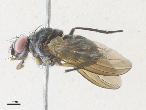  (Ceromya Malaise1640 - CBG-A36853-B11)  @11 [ ] CreativeCommons - Attribution Share - Alike (2024) CBG Photography Group Centre for Biodiversity Genomics