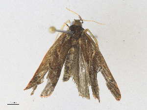  ( - CBG-A36853-F10)  @11 [ ] CreativeCommons - Attribution Share - Alike (2024) CBG Photography Group Centre for Biodiversity Genomics