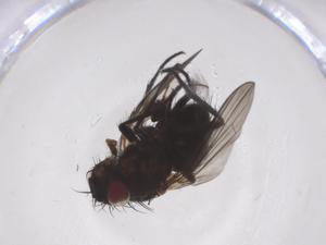  ( - CBG-A37472-F05)  @11 [ ] CreativeCommons - Attribution Share - Alike (2024) Centre for Biodiversity Genomics Centre for Biodiversity Genomics