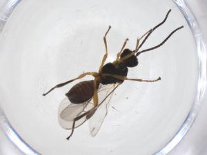  ( - CBG-A37474-G05)  @11 [ ] CreativeCommons - Attribution Share - Alike (2024) Centre for Biodiversity Genomics Centre for Biodiversity Genomics